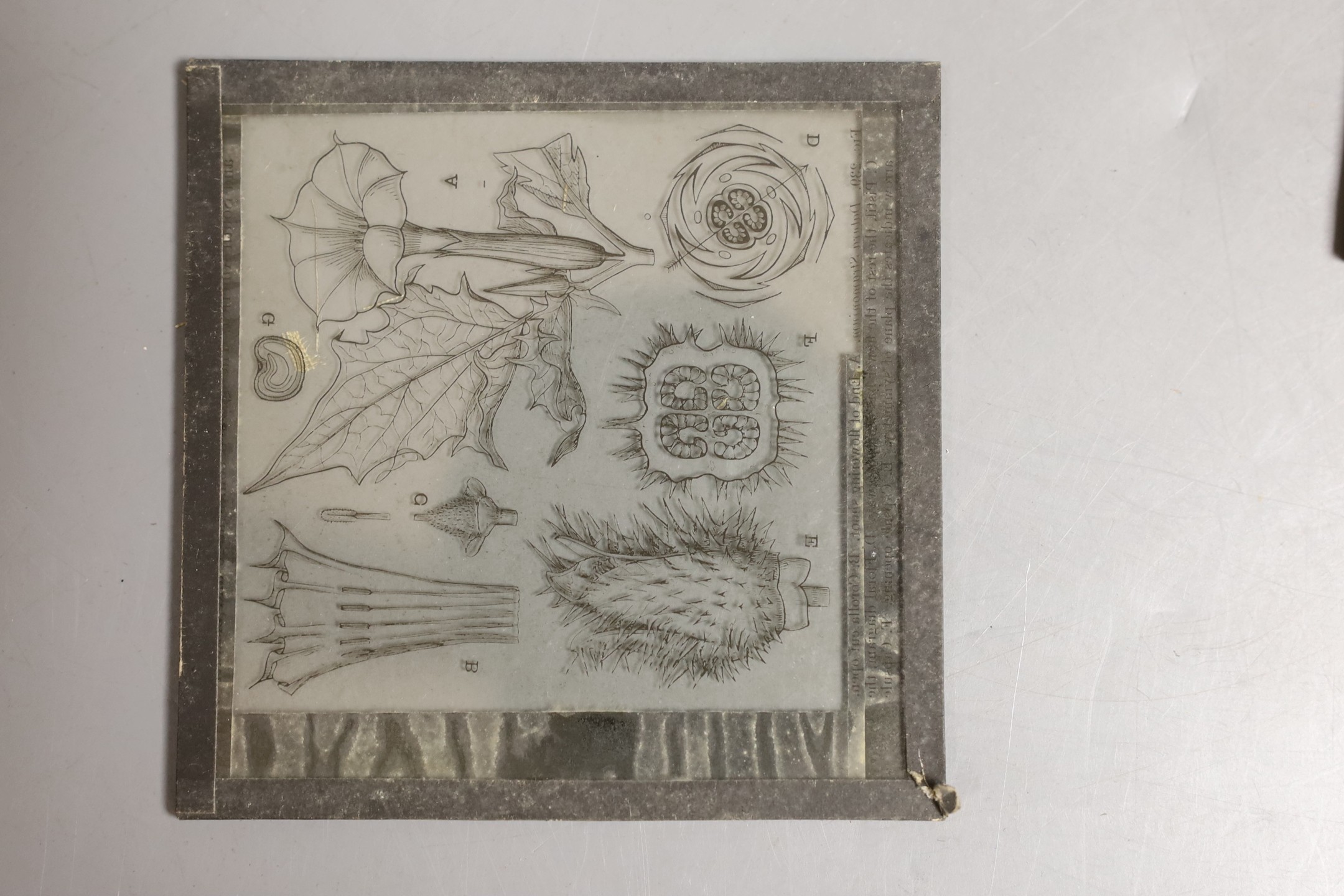 Approx 150 monochrome photographic glass slides, mainly botanical and Caribbean agricultural scenes.